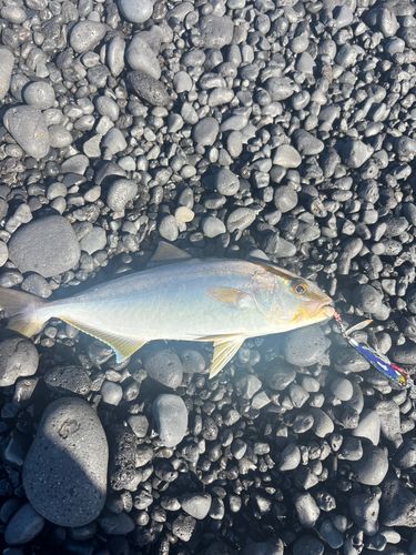 カンパチの釣果