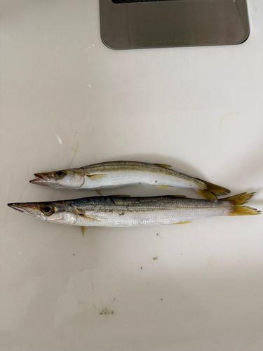 カマスの釣果