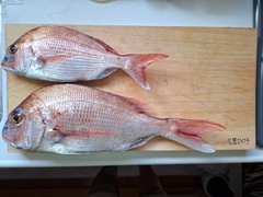 タイの釣果