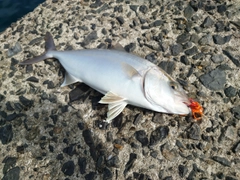 シオの釣果