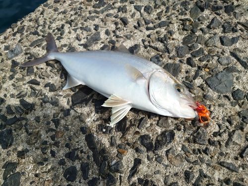 シオの釣果