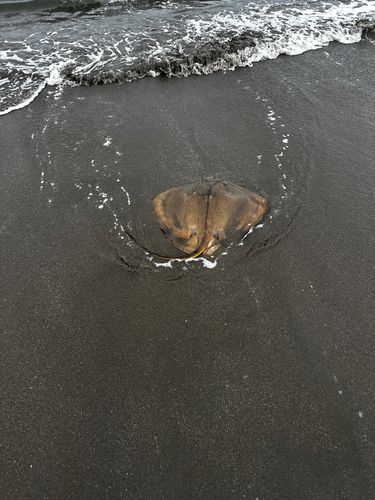 アカエイの釣果
