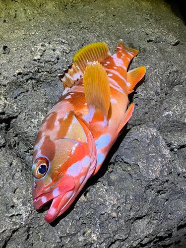 アカハタの釣果
