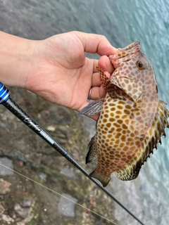 オオモンハタの釣果