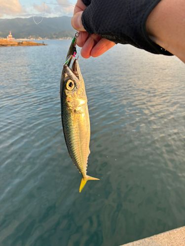 マサバの釣果