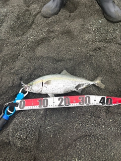 ハマチの釣果