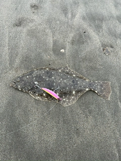 ソゲの釣果