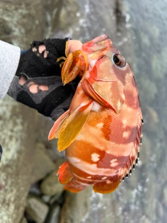 アカハタの釣果