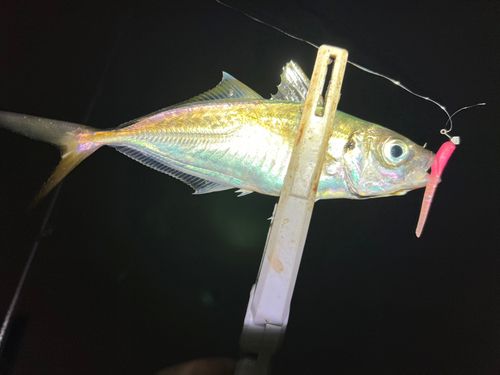 マアジの釣果