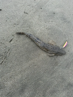 コチの釣果