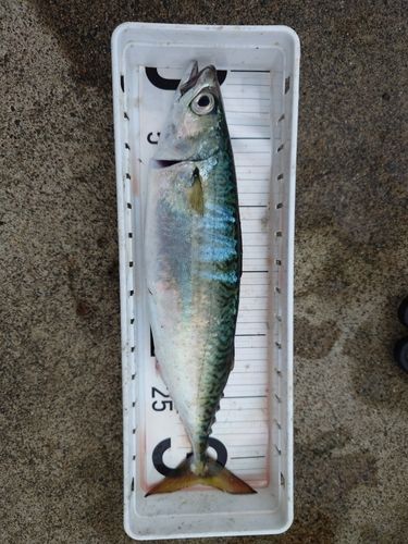 サバの釣果