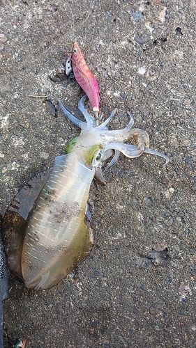 アオリイカの釣果