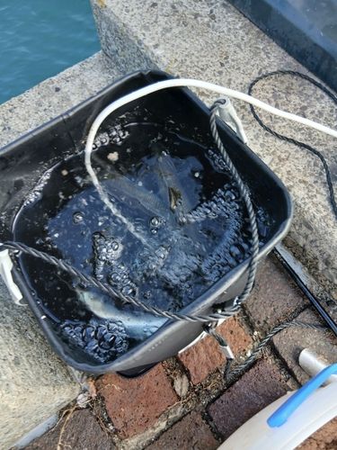 コノシロの釣果