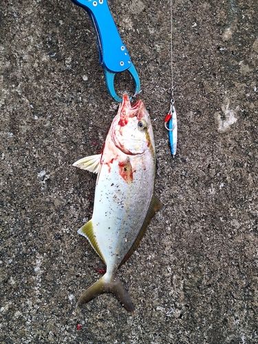 ショッコの釣果