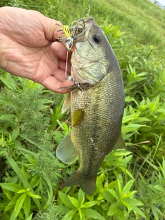 ラージマウスバスの釣果