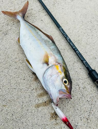 シオの釣果