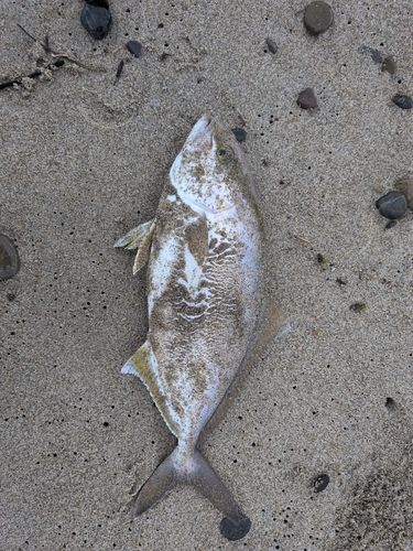 ショゴの釣果