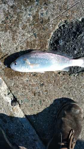 イシモチの釣果