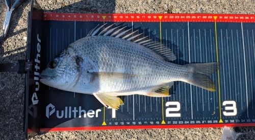 キビレの釣果