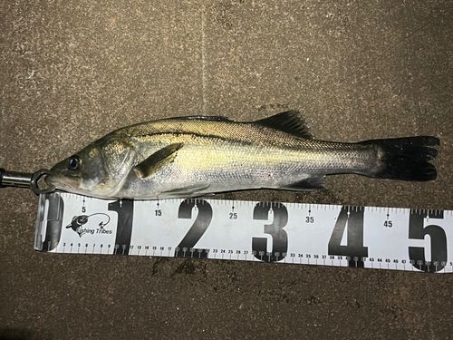 フッコ（マルスズキ）の釣果
