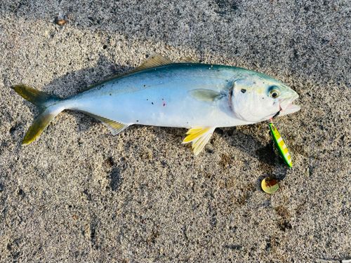 フクラギの釣果