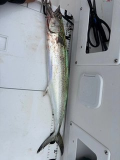 サゴシの釣果