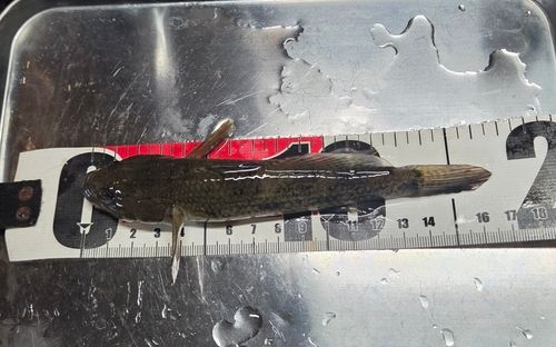 ウロハゼの釣果
