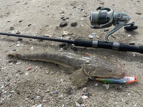 マゴチの釣果