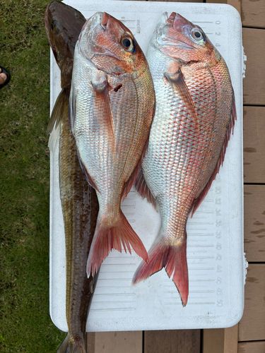 タイの釣果