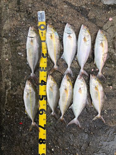 シオの釣果