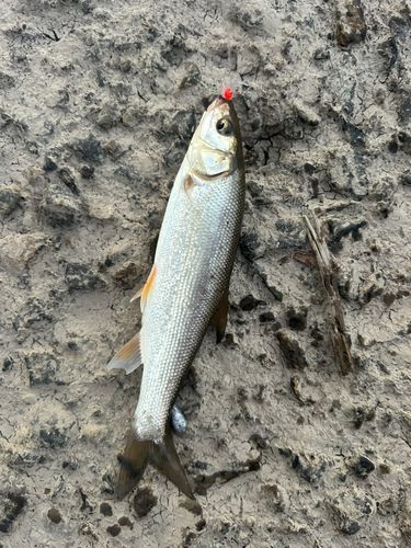 ウグイの釣果