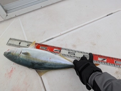 ワラサの釣果