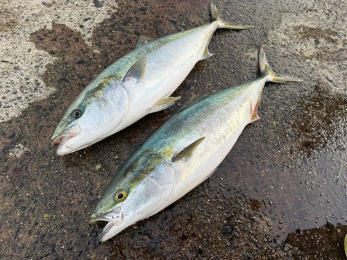ワラサの釣果