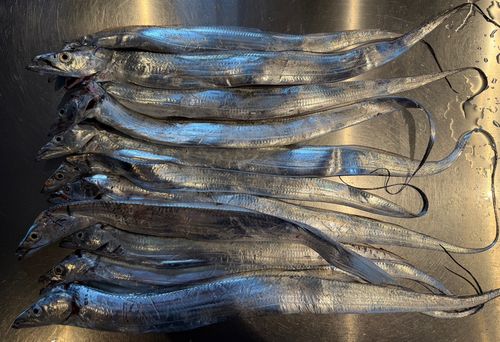 タチウオの釣果