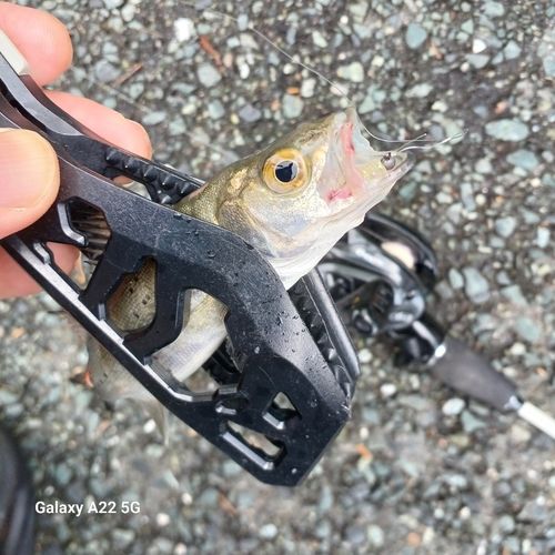 セイゴ（マルスズキ）の釣果