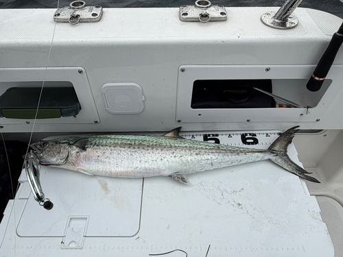 サワラの釣果