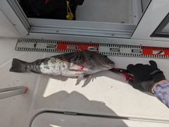 アイナメの釣果