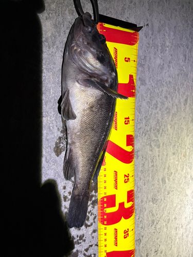 クロソイの釣果