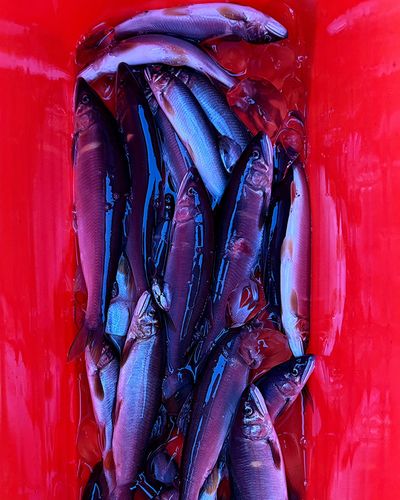 アユの釣果