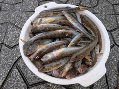 マハゼの釣果