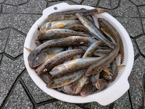 マハゼの釣果