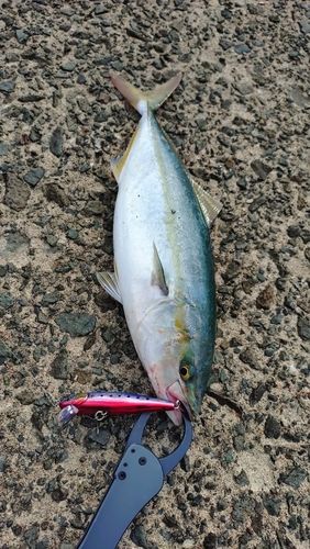 ワカシの釣果