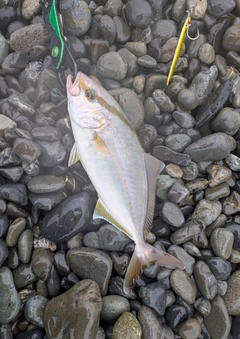 カンパチの釣果