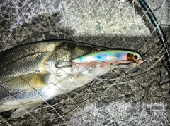 セイゴ（マルスズキ）の釣果