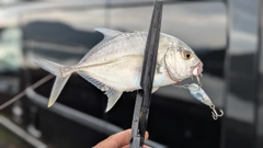 メッキの釣果