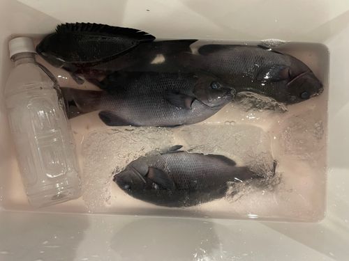 グレの釣果