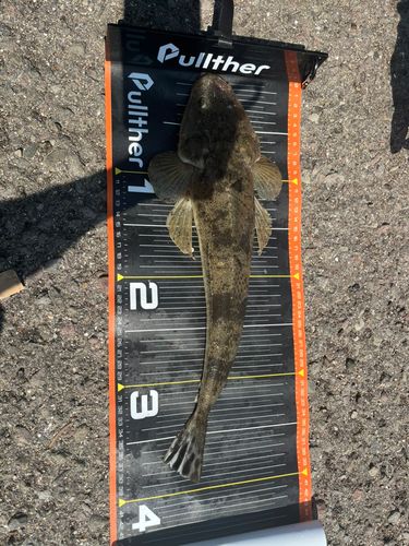 マゴチの釣果