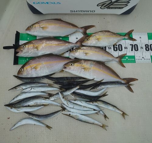 シオの釣果