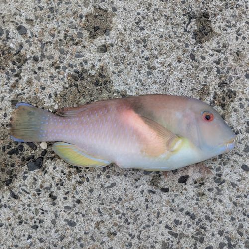 イラの釣果