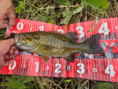 スモールマウスバスの釣果